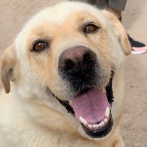 Meet your Posher, Rosa